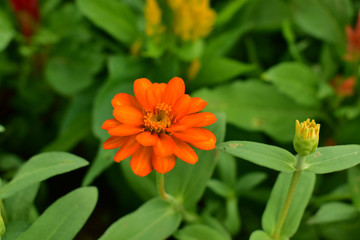 Zinnia flower blooming in the garden.