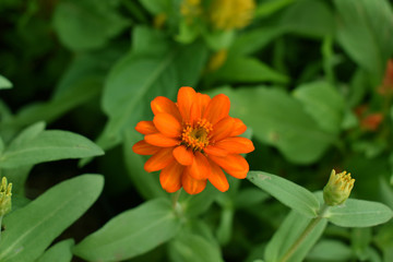 Zinnia flower blooming in the garden.