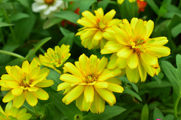 Zinnia flower blooming in the garden.