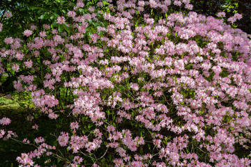 Pink flowers of Rhododendron vaseyi in spring garden. Plant, deciduous shrub; species of the genus Rhododendron. Used as a decorative garden plant