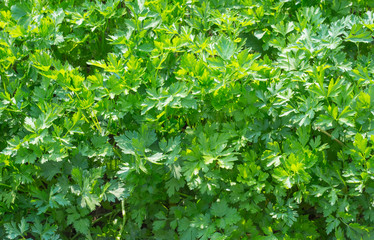 background of green leaves