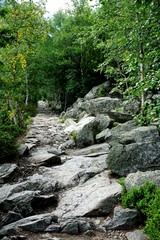 Mountain stone trail through forest in High Tatras. Mountain road in the forest.                      Journey through the Carpathian forests and mountains