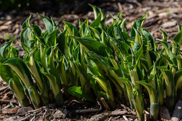 Obraz premium Green shoots of hosta in the spring garden. Green leaves of hosta on a natural background.