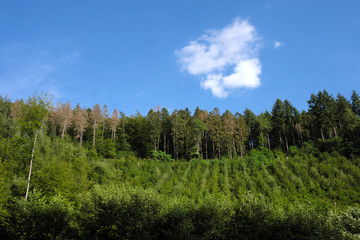 Fototapeta na wymiar Abgestorbene Bäume und Aufforstung - Stockfoto