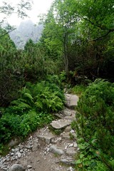 Mountain stone trail through forest in High Tatras. Mountain road in the forest.                      Journey through the Carpathian forests and mountains