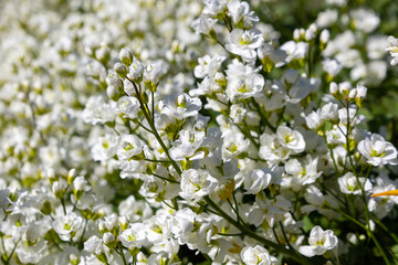 Arabis caucasica is a species of flowering plant known by the common names garden arabis, mountain rock cress or Caucasian rockcress. Arabis in spring garden.
