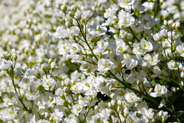 Arabis caucasica is a species of flowering plant known by the common names garden arabis, mountain rock cress or Caucasian rockcress. Arabis in spring garden.