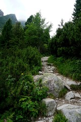 Obraz premium Mountain stone trail through forest in High Tatras. Mountain road in the forest. Journey through the Carpathian forests and mountains