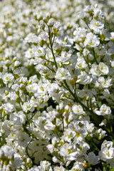 Arabis caucasica is a species of flowering plant known by the common names garden arabis, mountain rock cress or Caucasian rockcress. Arabis in spring garden.