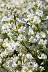 Arabis caucasica is a species of flowering plant known by the common names garden arabis, mountain rock cress or Caucasian rockcress. Arabis in spring garden.