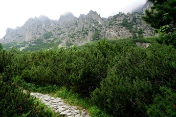 Mountain stone trail through forest in High Tatras. Mountain road in the forest.                      Journey through the Carpathian forests and mountains
