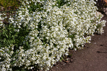 Arabis caucasica is a species of flowering plant known by the common names garden arabis, mountain rock cress or Caucasian rockcress. Arabis in spring garden.