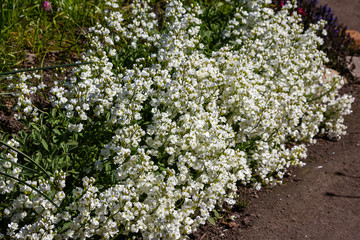 Arabis caucasica is a species of flowering plant known by the common names garden arabis, mountain rock cress or Caucasian rockcress. Arabis in spring garden.