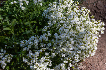 Arabis caucasica is a species of flowering plant known by the common names garden arabis, mountain rock cress or Caucasian rockcress. Arabis in spring garden.