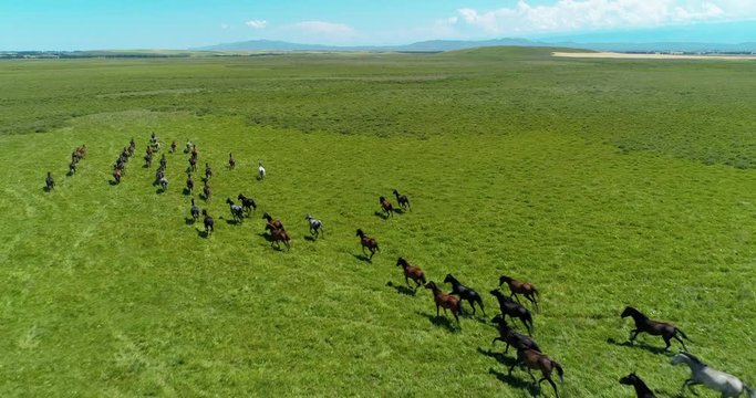 Aerial view of herd of horse running freely together on the summer grassland in ZhaoSu Xinjiang China, beautiful nature drone shoot 4k footages