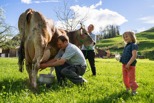 Farmer with his family milking a cow on pasture