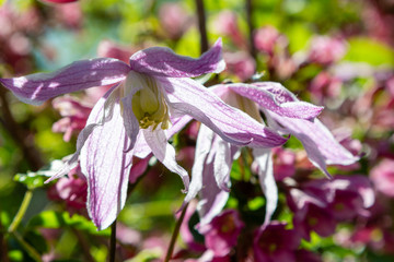Clematis macropetala in spring garden. Clematis flowers in the garden.
