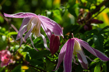 Fototapeta na wymiar Clematis macropetala in spring garden. Clematis flowers in the garden.