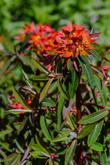 Euphorbia griffithii hook in spring garden.