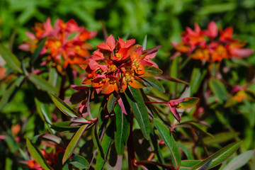 Euphorbia griffithii hook in spring garden.