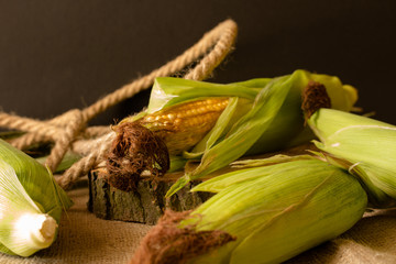 Kolby dojrzałej kukurydzy w zielonych liściach. - obrazy, fototapety, plakaty