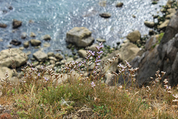 Naklejka na ściany i meble Wild flowers growing on a cliff top
