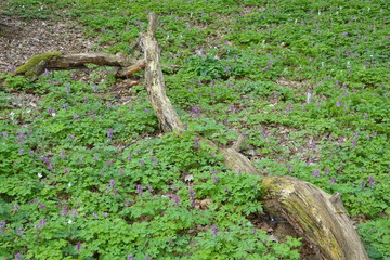 Waldboden mit Lärchensporn