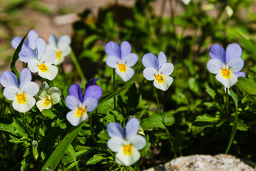 Fototapeta na wymiar Heartsease (Viola tricolor) in garden