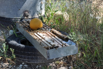 The beautiful insect bee in the natural environment