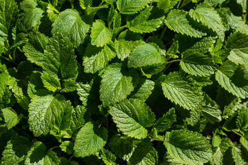Green background of Melissa officinalis leaves. Medicinal plants in the garden. Green natural...