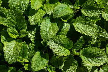 Fototapeta na wymiar Green background of Melissa officinalis leaves. Medicinal plants in the garden. Green natural background.