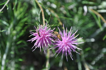 The beautiful insect bee in the natural environment