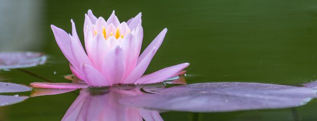 Panorama einer Seerose im Teich © Tobias