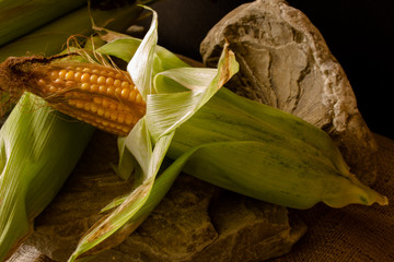 Kolby dojrzałej kukurydzy w zielonych liściach.