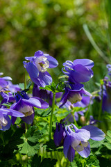 Aquilegia coerulea in spring garden. Blue flowers of aquilegia in naturfal background. Plant for rock garden.