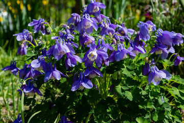 Aquilegia coerulea in spring garden. Blue flowers of aquilegia in naturfal background. Plant for rock garden.