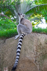 Close up of a ring-tailed lemur, Madagascar. A very cute animals.