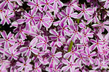 Floral background of pink flowers Phlox subulate. Carpet of purple flowers of Phlox in the spring garden. Phlox subulate ground cover plant for rock garden.