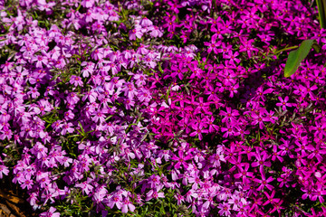 Phlox subulata in spring garden. Phlox subulata is plant for rock garden.