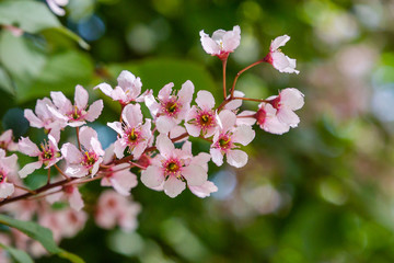 Padus avium colorata in spring garden. Flowering branch of padus on a natural background.