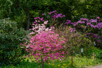 Flowering rhododendrons in the Botanical garden