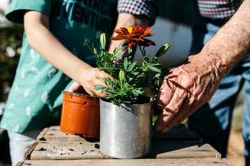 Grandfather and grandson planting a flower in a metal flowerpot