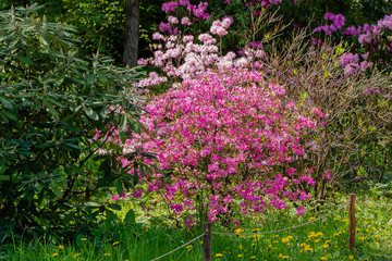 Obraz premium Flowering rhododendrons in the Botanical garden