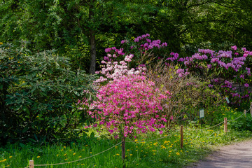 Flowering rhododendrons in the Botanical garden
