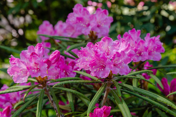 Flowering rhododendrons in the Botanical garden