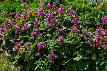 Obraz premium Bergenia rotblum in spring garden. Pink flower bergenia (elephant-ear, badan, Siberian tea, Mongolian tea, leather bergenia. Bergenia cordifolia