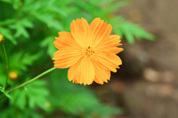 Beautiful flowers in nautural field.