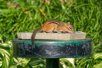 Chipmunk on birdfeeder looking cute