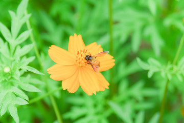 The worker bee is feeding the nectar from the pollen. Beautiful flowers in nautural field with bug.