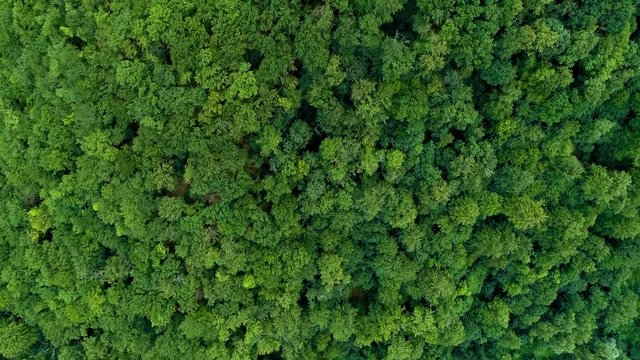 Flying over the mountain forest. 4K video.
